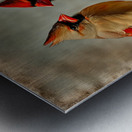 CARDINALS 2 Metal print