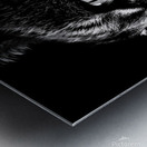 Monochrome Cat  Metal print