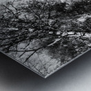 Scottish Highlands Monochrome Forest Canopy                                                                                                                 Metal print