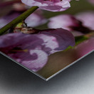 Closeup macro shot of beautiful rose peach blossom in spring Metal print