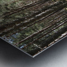 Scottish Highlands Spring Nature Walk                                                                                                                      Metal print