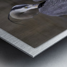 Preening Great Blue Metal print