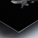 Black and White Lily Flowers Metal print