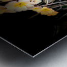 Spring Primroses Metal print