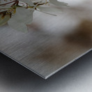 Scottish Highlands Spring Bloom                                                                                                                      Metal print