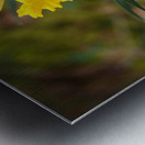     Lone Spring Daffodil                                                                                                                  Metal print
