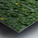 Daffodils in a Sea of Green                                                                                                Metal print