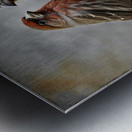 HOUSE FINCH 2 SC Metal print