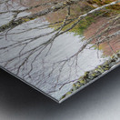 Springs Woodland in the Scottish Highlands                                                                                                                       Metal print