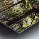 Spring Forest in the Scottish Highlands                                                                                                                      Metal print