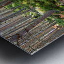 Scenes from the Trail- The Fairies Path                                                                                                                      Metal print