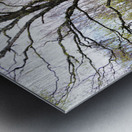   The Fairy Trees in the Scottish Highlands                                                                                                                    Metal print