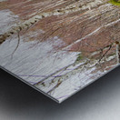  Birch Forest View in the Scottish Highlands                                                                                                                      Metal print