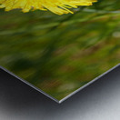  Springs Dandelion in the Scottish Highlands                                                                                                                     Metal print