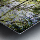  Early Spring Birch and Pine Trees in the Scottish Highlands                                                                                                                     Metal print