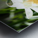 Scottish Highlands Daffy                                                                                                                      Metal print