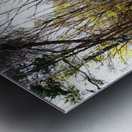  Scottish Highlands Spring Woodland                                                                                                                     Metal print