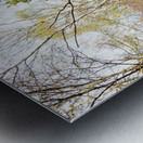 Natures Path Through the Scottish Highlands                                                                                                                    Metal print