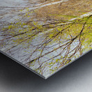 Spring Forest Path in the Scottish Highlands                                                                                                                       Metal print