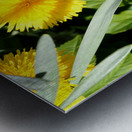  Scottish Highlands Dandelion Flowers and Seeds                                                                                                                      Metal print