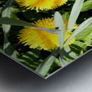  Dandelions Life in the Scottish Highlands                                                                                                                     Metal print