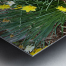 Scottish Highlands Daffs Amidst the Ferns                                                                                                                      Metal print