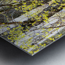  Forests Spring Light in the Scottish Highlands                                                                                                                      Metal print