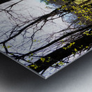 Spring Sheep in the Scottish Highlands                                                                                                                      Metal print