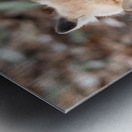 Fox Cubs Metal print