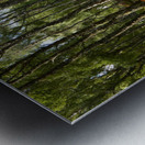 Scottish Highlands Summer Birch Metal print