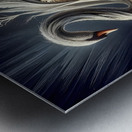 Dawn of swan Metal print