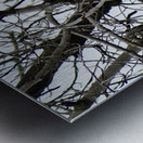 Bald Eagle on Gun Lake Metal print