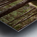 Scenes from the Trail-Summer Path Metal print