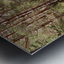  Tranquil Forest Path Through the Scottish Highlands Metal print