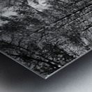 Scottish Highlands Forest Path in Black and White Metal print