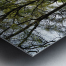 Spring Forest in the Scottish Highlands                                                                                                     Metal print