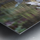 Turtle with reflection of fall colors ~ Gun Lake Metal print