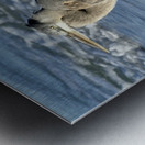 Great Blue Heron on Anna Maria Island beach Metal print