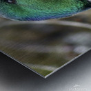 Male Mallard ~ Gun Lake Metal print