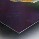 Scottish Highlands Robin in the Snow Metal print