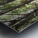 Pine Forest Light in the Scottish Highlands                                                                                                                  Metal print