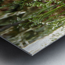 Young Ferns in the Scottish Highlands                                                                                                                      Metal print