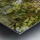 Scottish Highlands Forest Path  Metal print