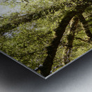 Fantasy Forest in the Scottish Highlands Metal print