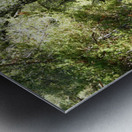 Summer Birch Path in the Scottish Highlands  Metal print