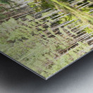 Scottish Highlands Pine Lochan View Metal print