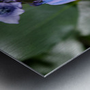   May Bluebells                                                                                                                    Metal print