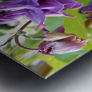 Spring Columbine                                                                                                                      Metal print