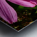 Impressionistic Cone Flower Metal print