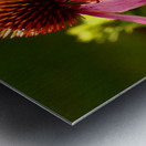 Summer Cone Flowers Metal print